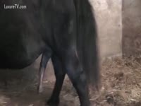 [ Zoo XXX ] Horse getting excited and fucking her butt